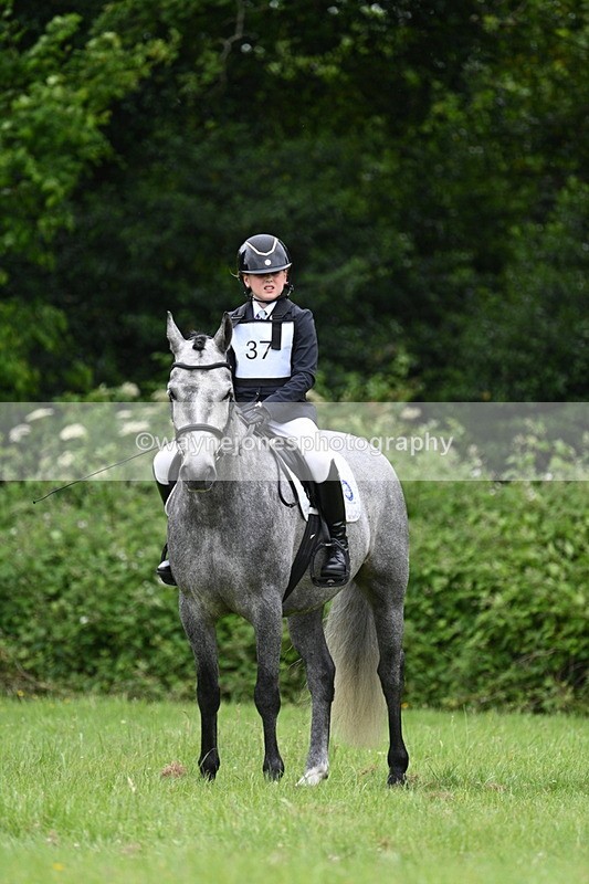 WJ7_3784 - Class 14A Handsome Gelding