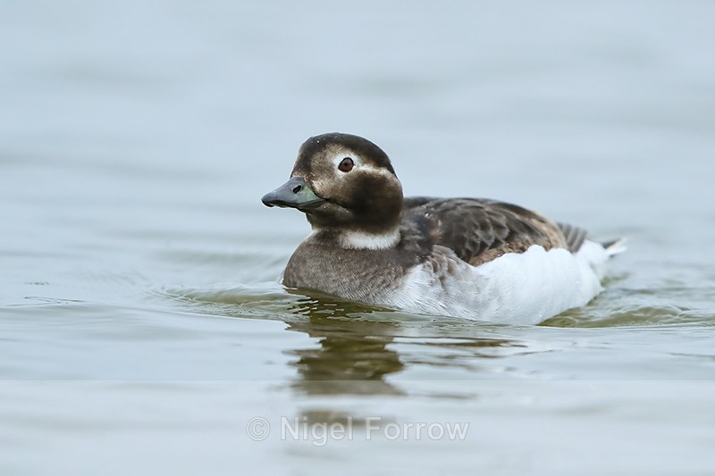 Long-tailed Duck (female), Iceland - Long-tailed Duck