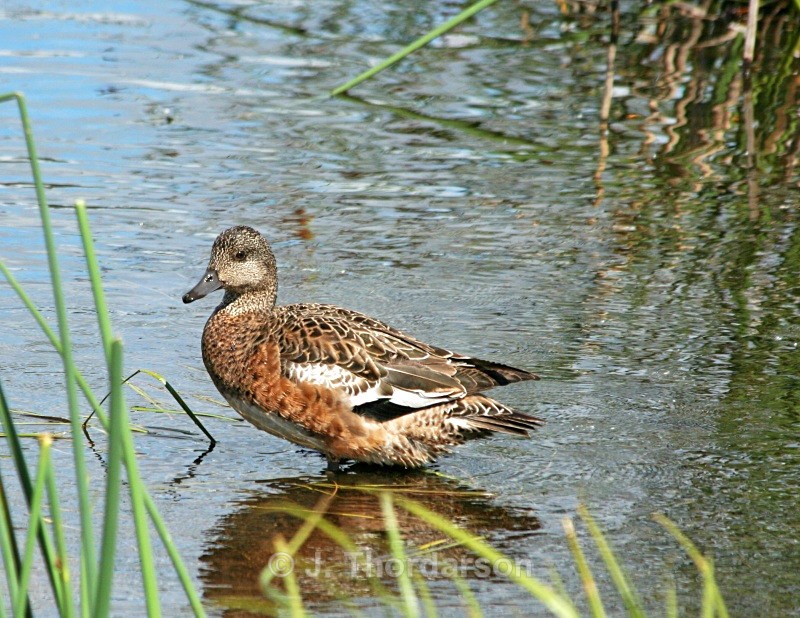  - Ducks