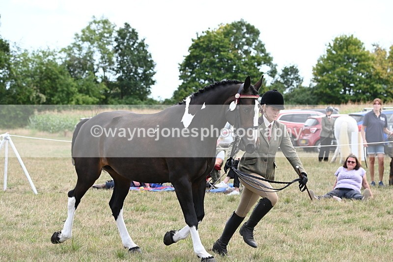 WJ6_6233 - Class 19 In-hand Veterans (Uploaded correct folder)