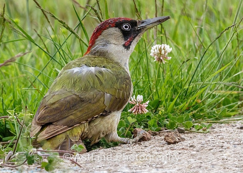 Astland Photography, Bird and Wildlife Images, Susan and Peter Wilson, U.K.