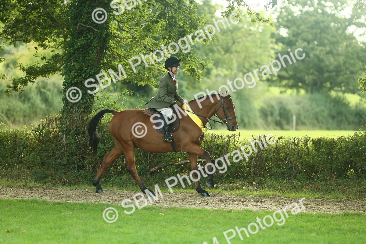 SBM_52250 - S33 - Working Hunter & Working Show Horse