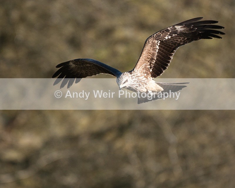 20100130-IMG_2815 351 - Black Kite