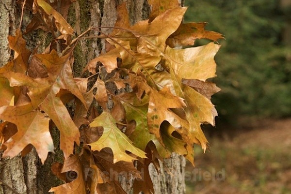  - Autumn