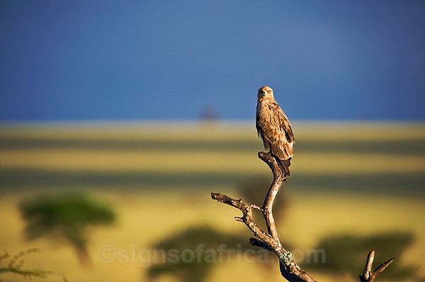 Tawny Eagle Ol Donyo Wuas Kenya