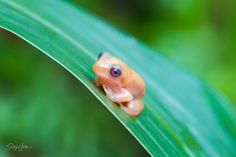 16 Tiny Golden Frog on leaf 3 - Frogs