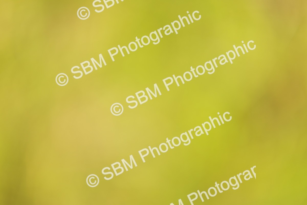 SBM_04376