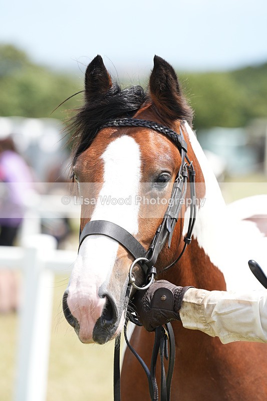 DSC06729 - Class 58: Coloured Pony Youngstock