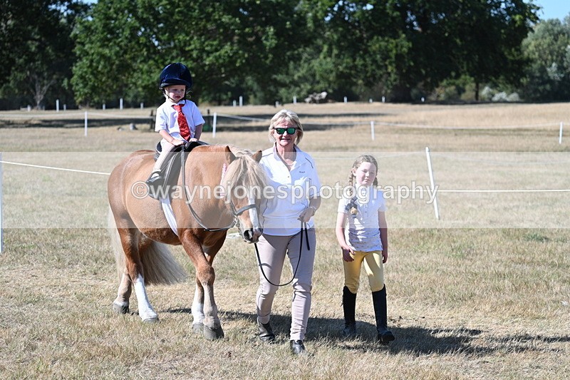 WJ7_1755 - Class 42 Most Handsome Gelding