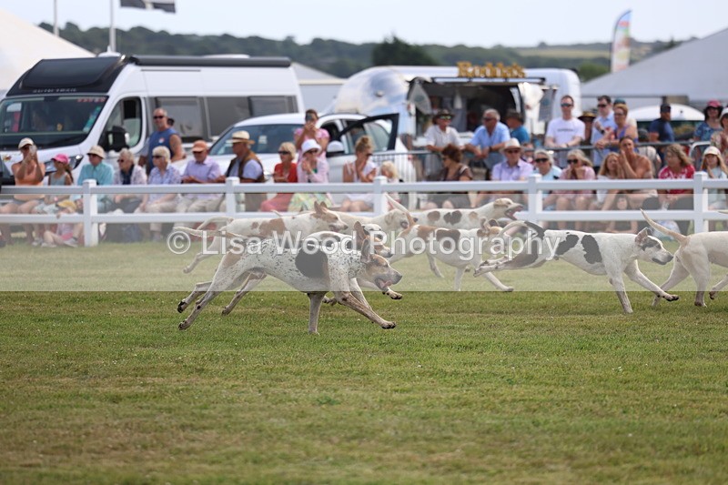 3E7A0232 - Parade of Hounds