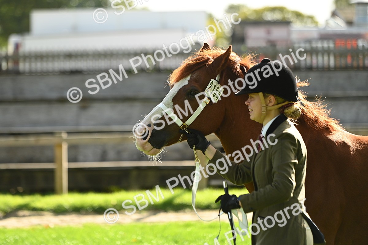 SBM_15959 - S1 - TSR in Hand Horse & Pony Showing