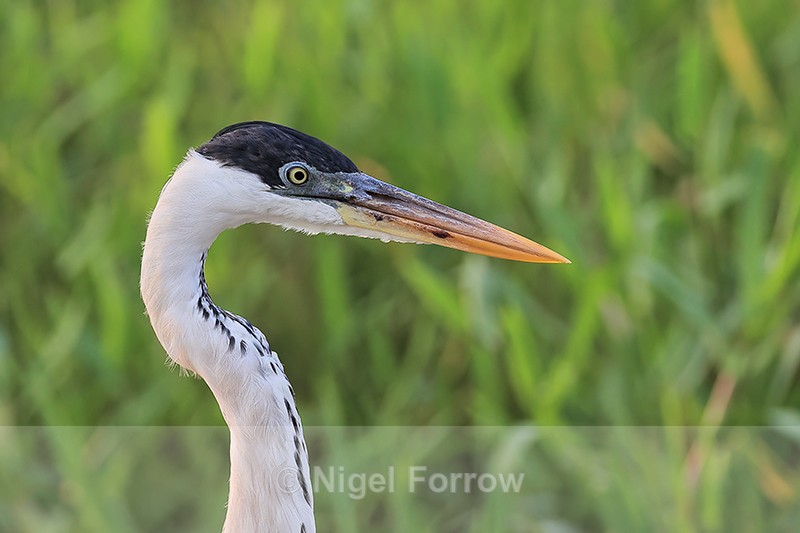Cocoi Heron head close view, Porto Jofre, Brazil - Cocoi Heron