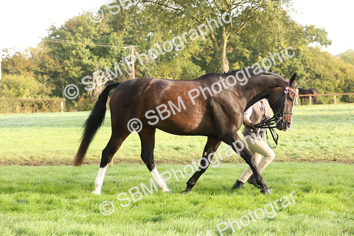 SBM_54930 - S52 - Riding Horse & Hack & thoroughbred In Hand