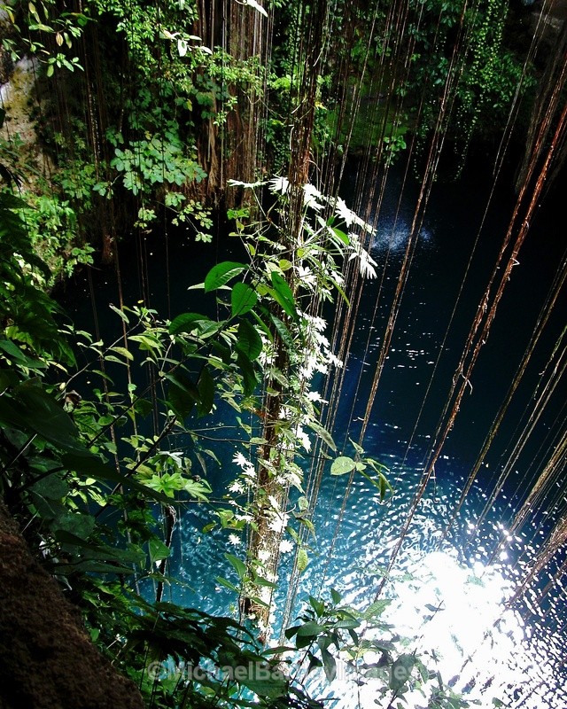 Jungle Pool - Nature as Art