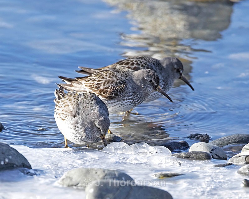  - Shorebirds