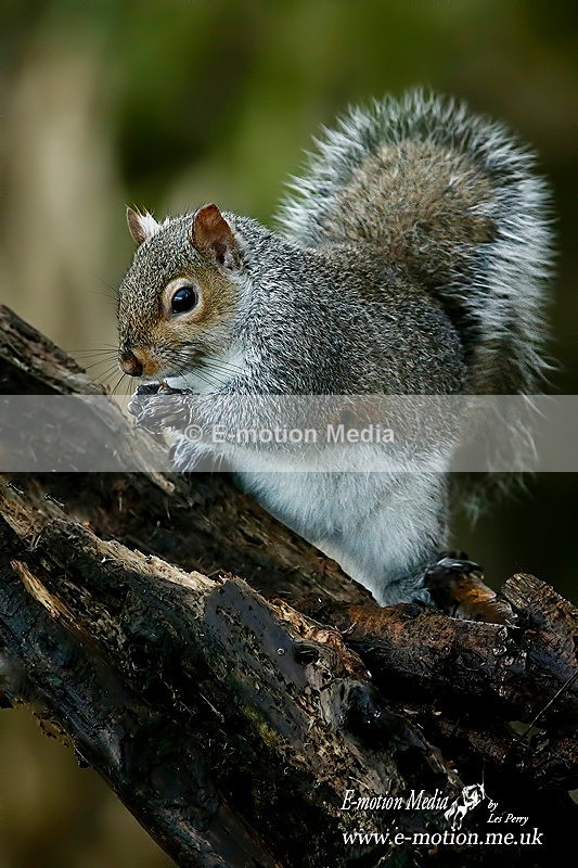 Grey Squirrel 140116 19 - Nature