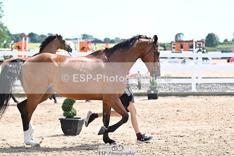 240717A-150315-02490 - Trot Up 3pm to 4pm