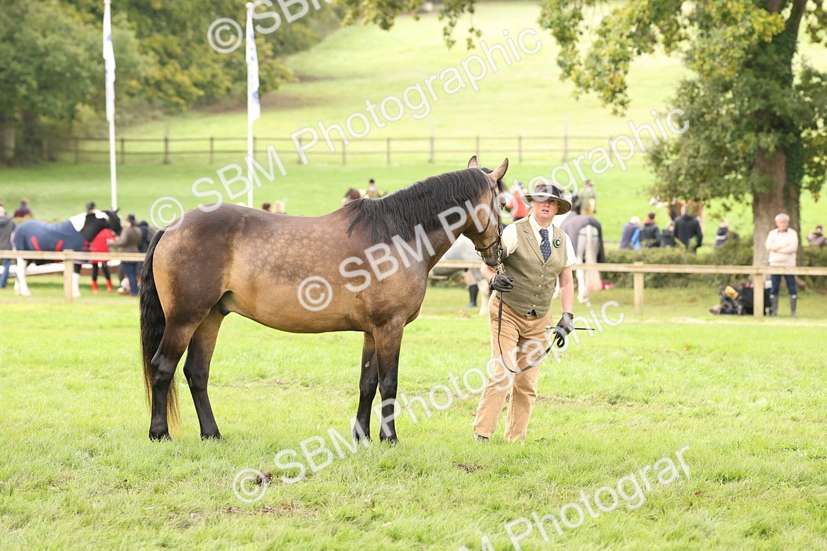 SBM_56270 - S55 - Other Coloured Horse In Hand