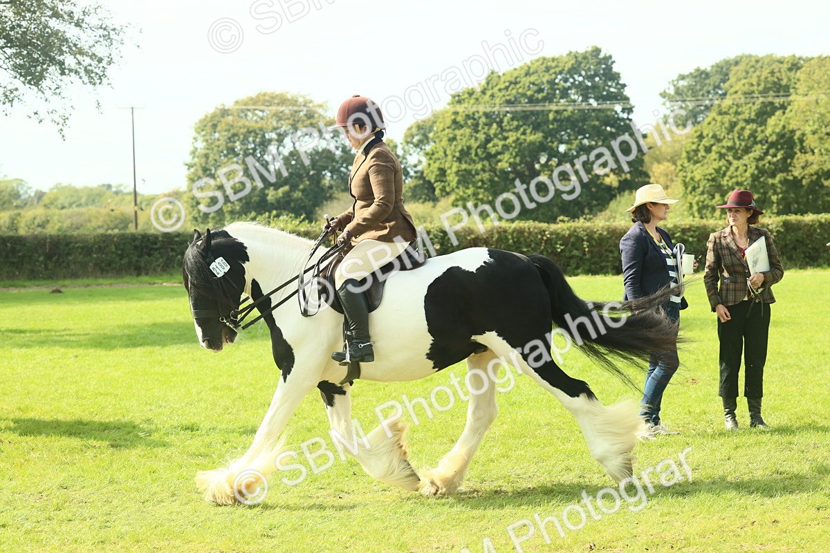SBM_68792 - S58 - Mini Show Cob Ridden