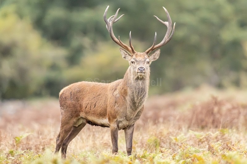  - Deer for Graham
