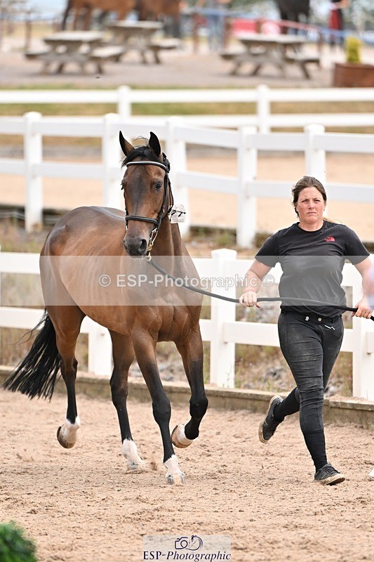 250716-151015-01711 - Trot Up 2.30 to 3.30