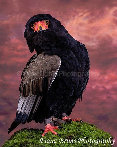 wow studio feb-21 - Birds of Prey