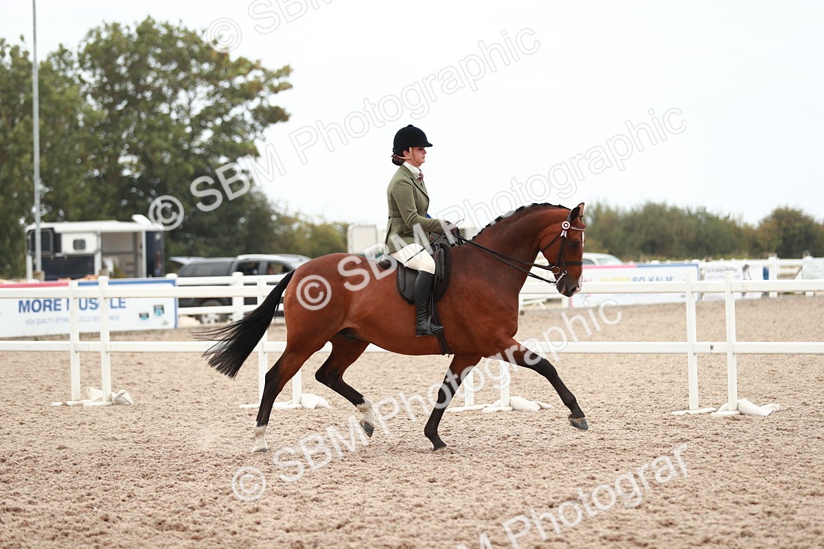 SBM_17649 - Class 215 Ridden Hack/ Riding Horse