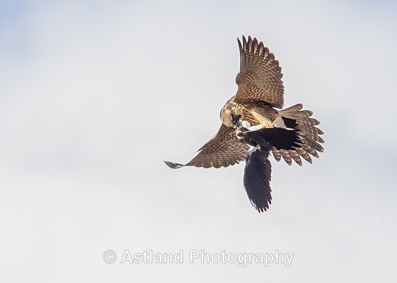 Astland Photography, Bird and Wildlife Images, Susan and Peter Wilson, U.K.
