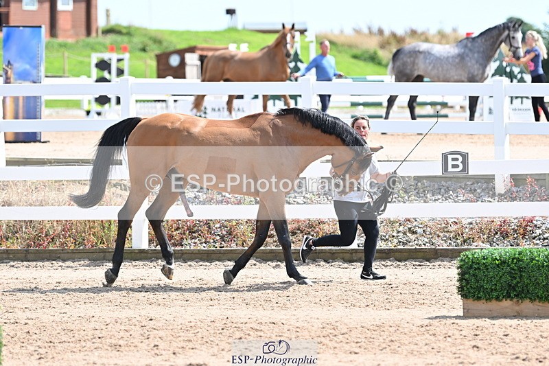 240717A-150311-02483 - Trot Up 3pm to 4pm