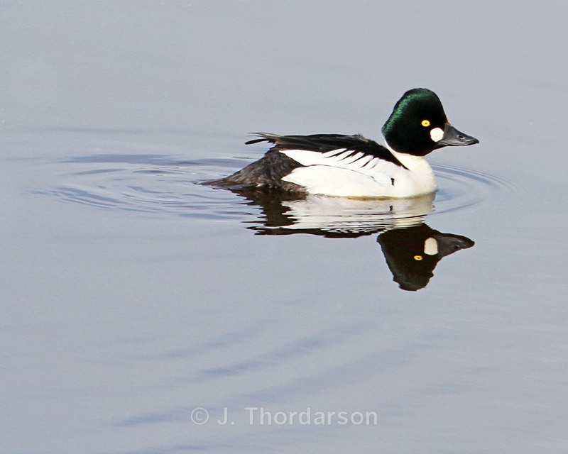  - Ducks
