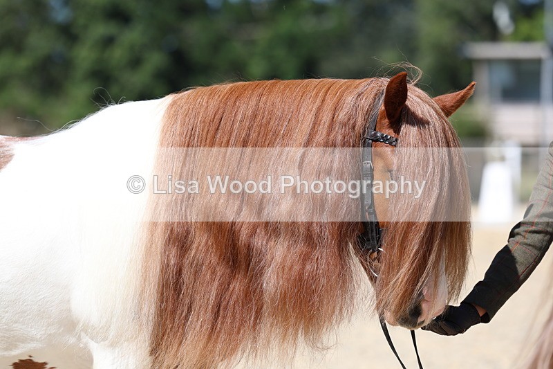 3E7A9925 - In Hand Championship