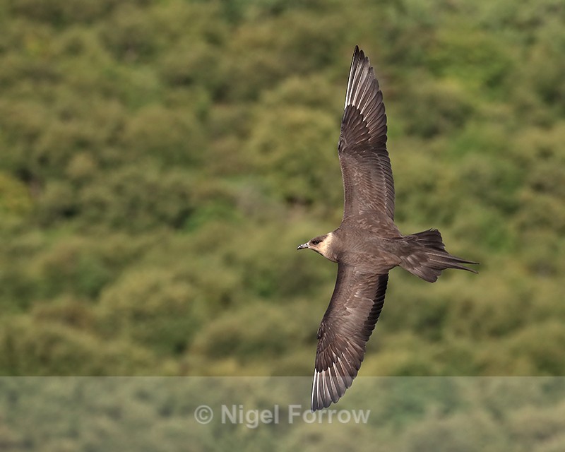 Arctic Jaeger flying, trees background, Flatanger, Norway - Arctic Skua