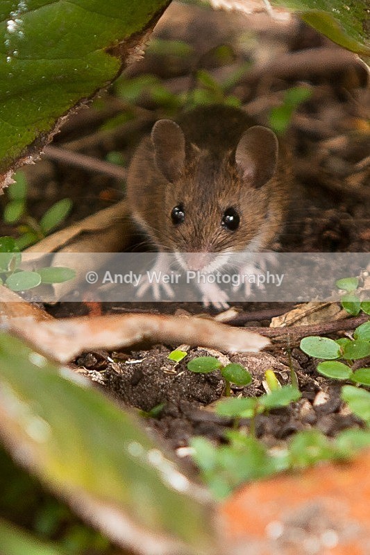 20120406-_MG_9465 - Wood Mouse