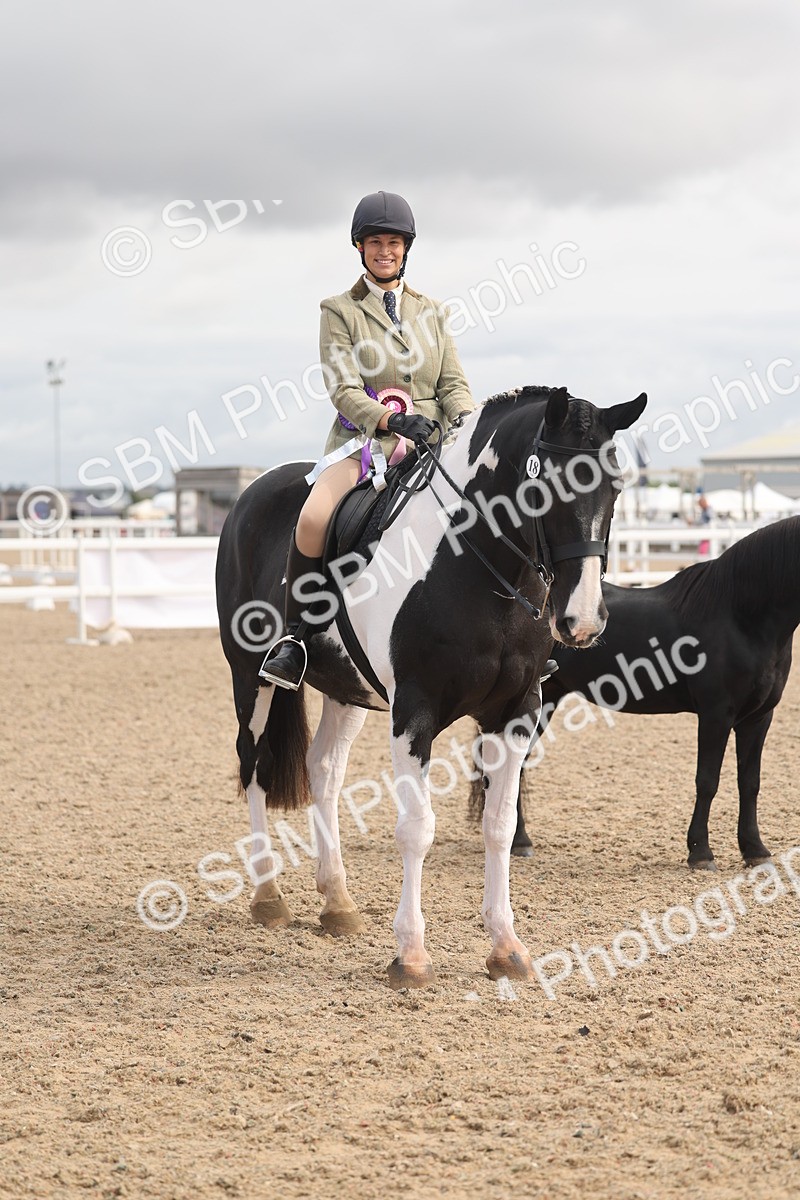 SBM_04516 - Class 18 - Handsomest Gelding (IH or Ridden)