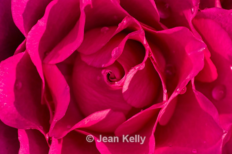 Flower - 6970 - Pink