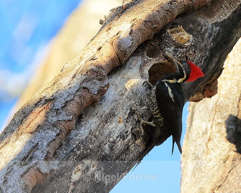 Lineated Woodpecker (female) outside nest hole, Costa Rica - Lineated Woodpecker