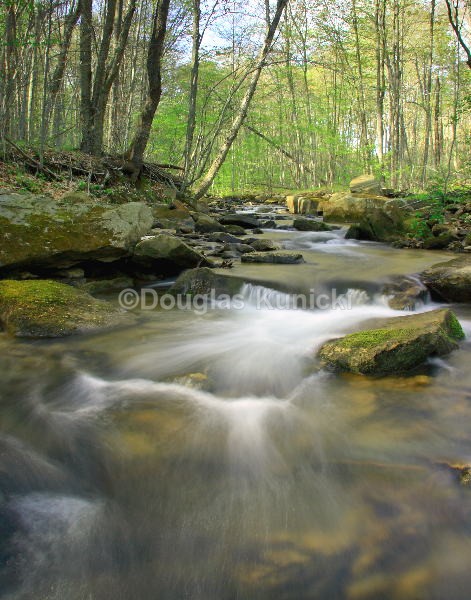 Spring Fed - Allegheny National Forest