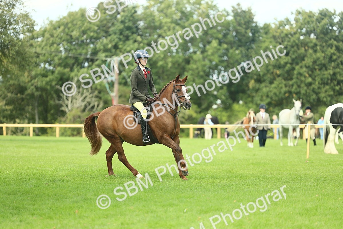 SBM_44556 - S31 - Working Hunter Pony