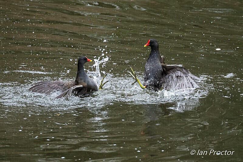 Sparring Moorhens! 5 of 6 - Nature