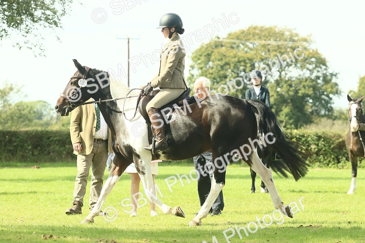 SBM_66529 - S34 - Rehabilitated Rescue Horse & Pony In Hand & Ridden