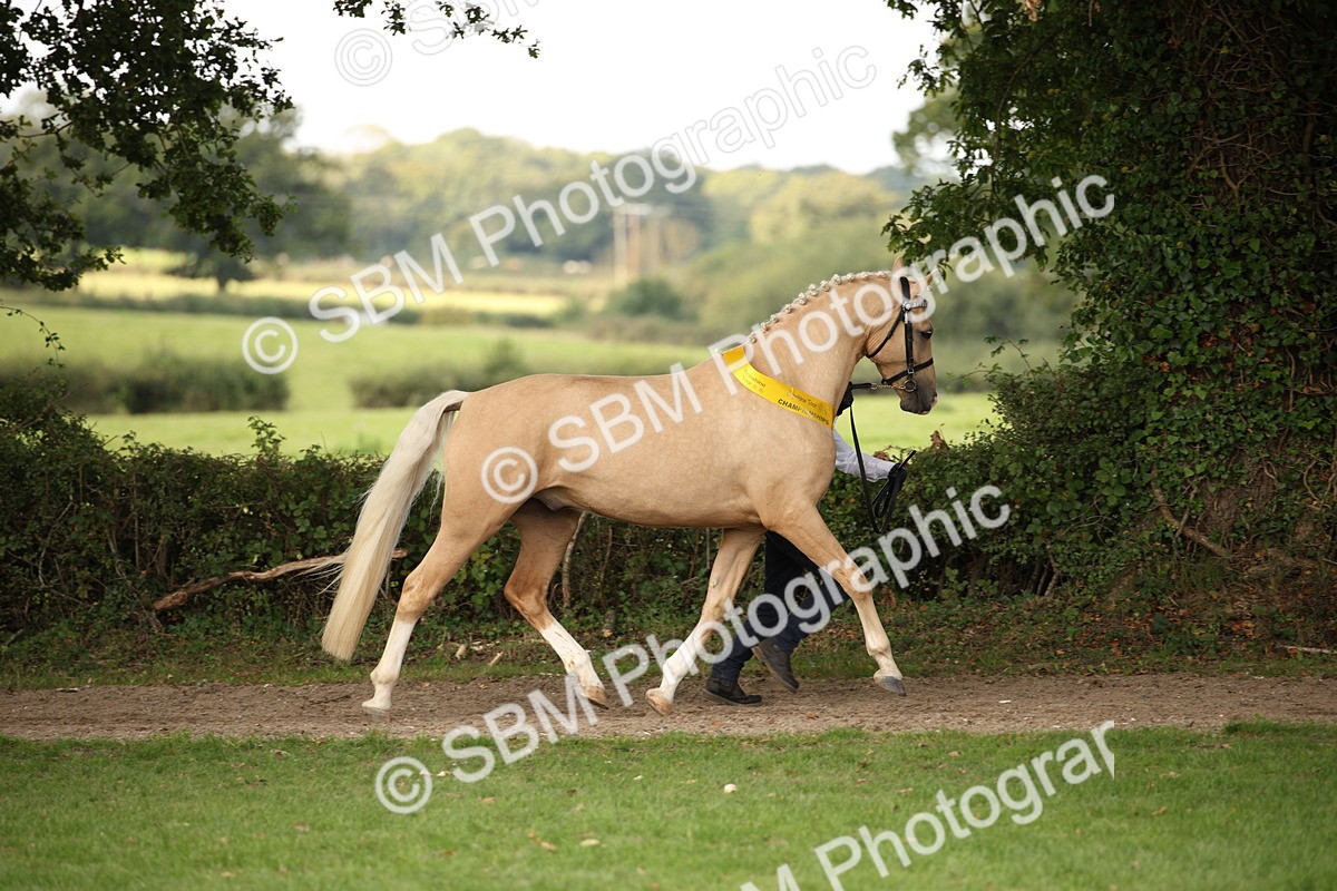 SBM_62913 - In Hand Horse Supreme Championship