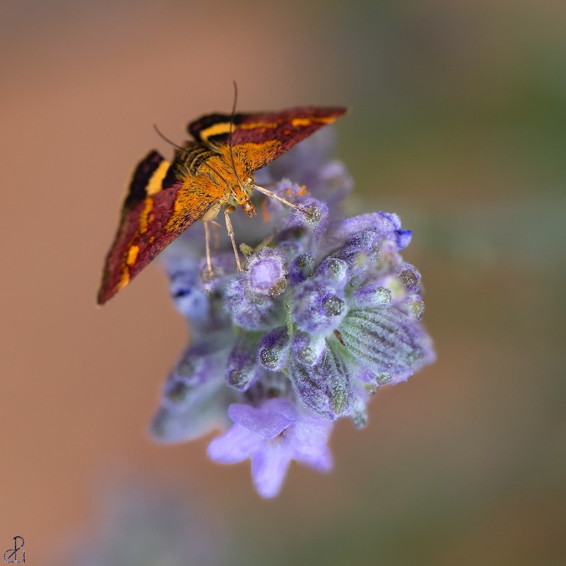 Macro photography by Diana Uzun