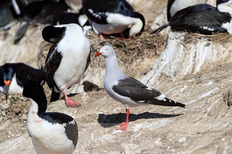 Dolphin Gull and Imperial Shags, Carcass Island, Falklands - Dolphin Gull
