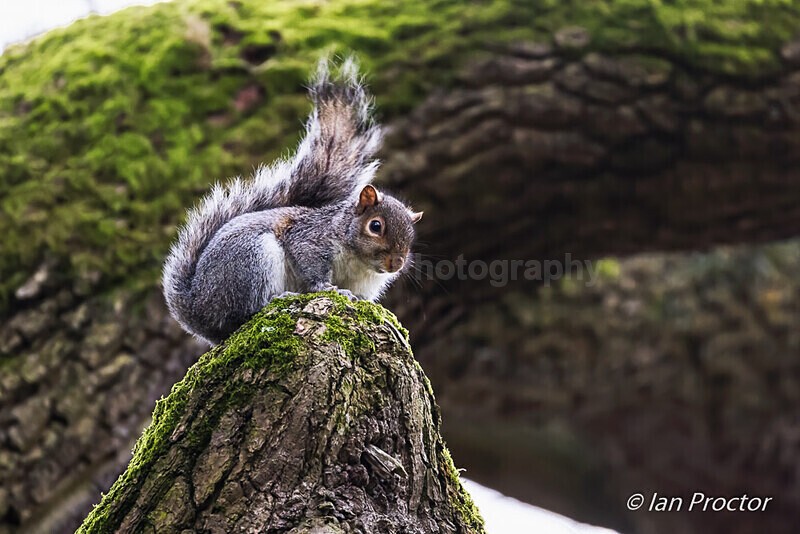 Grey Squirrel on moss covered branch, Barnett Demesne, Belfast. - Nature