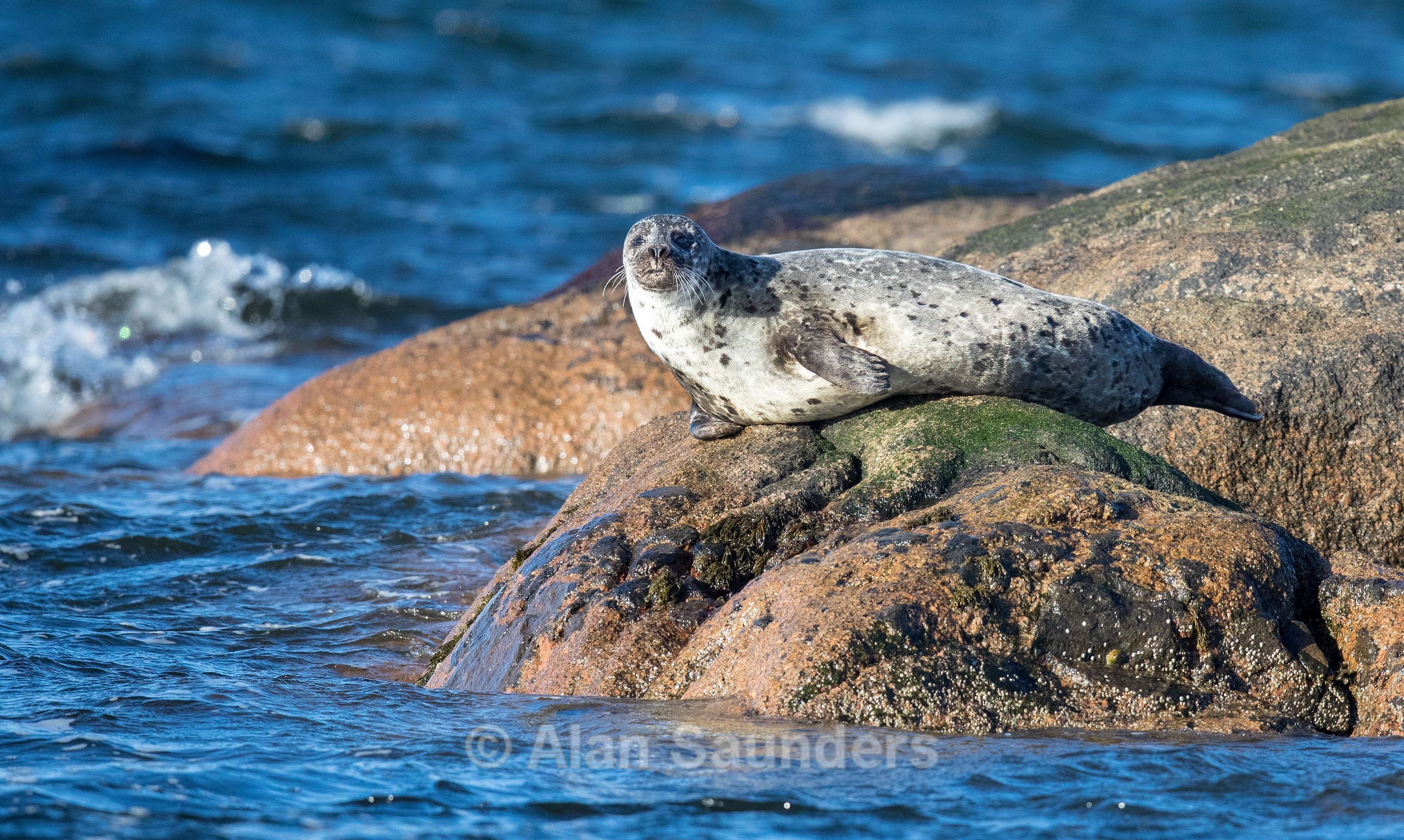 Common Seal 9