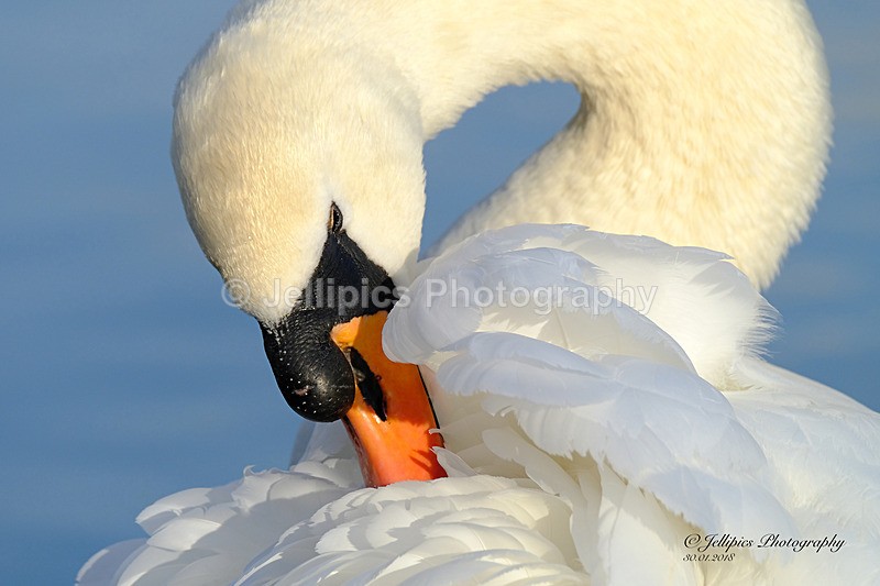  - Wildlife and Nature