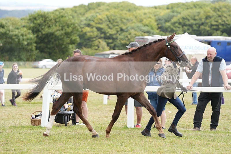 DSC06132 - Class 54: Hunter/Riding Horse/Hack 1 & 2 yr olds
