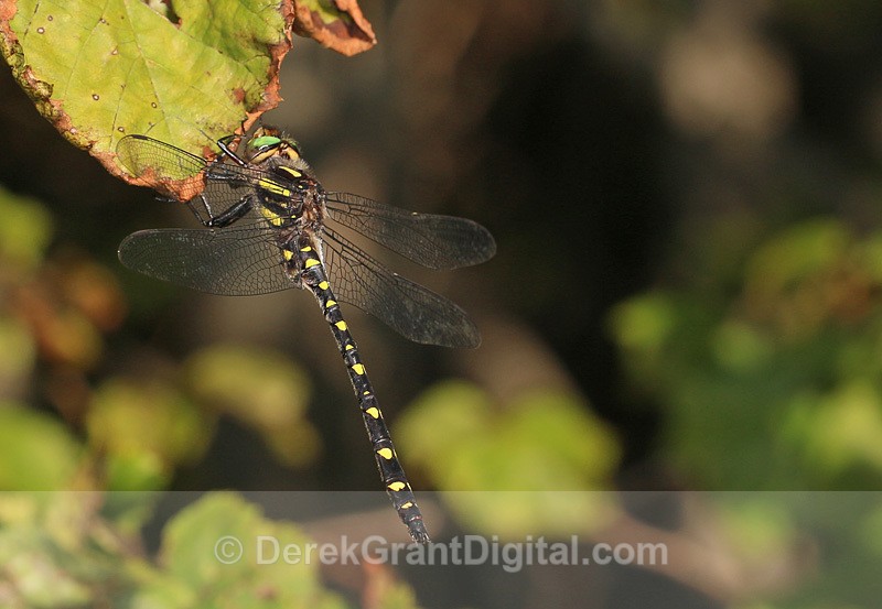 Cordulegaster maculata male - Dragonflies of Atlantic Canada