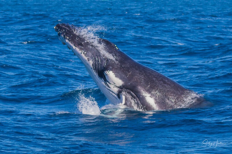 Humpback Calf head-lunge 3. 0A3A4082 - 2025 Whales