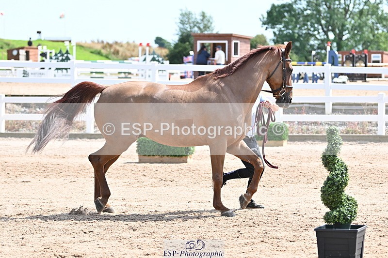 240717A-145953-02412 - Trot Up 2pm to 3pm - This folder is not in time order